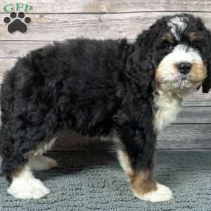 Rain, Bernedoodle Puppy